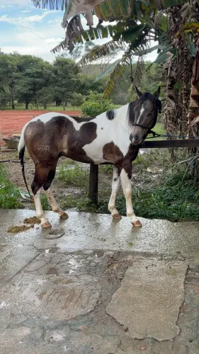 Cavalo Paint Horse