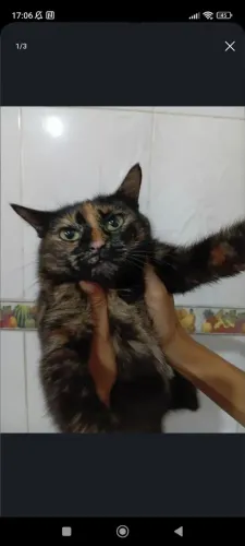 Gata pra adoção 