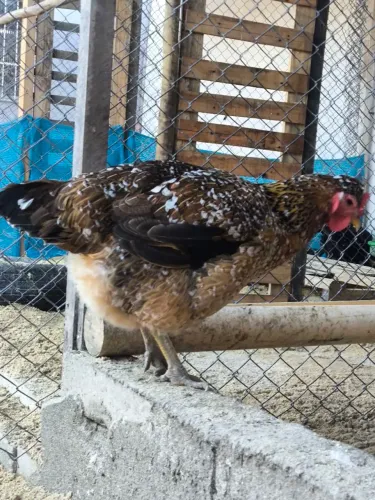 Galinha sertaneja balão GSB