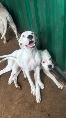 Boxer machos 5 meses