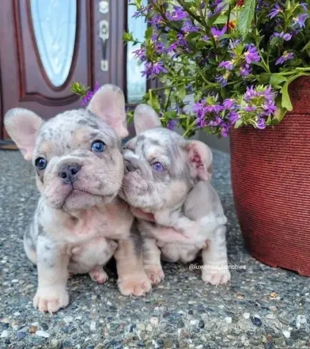 Bulldogue Francês - O Encanto Começa No Primeiro Olhar E Dura Pra Sempre 