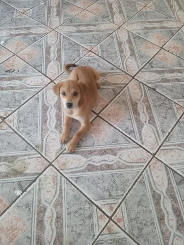 Cachorro caramelo femia