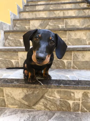 Fred a procura de um amor (Cruzar)