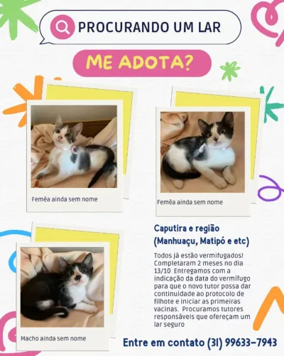 gatinhos