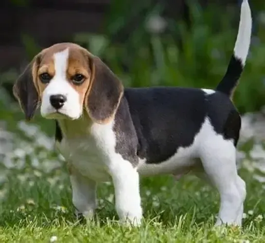 Filhotes de Beagle | Feito para arrancar sorrisos.
