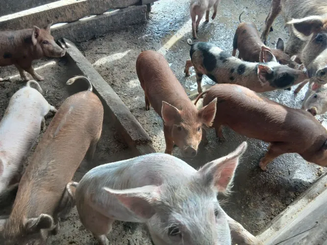 Vende leitão