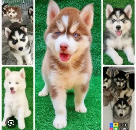 Doação de husky siberiano