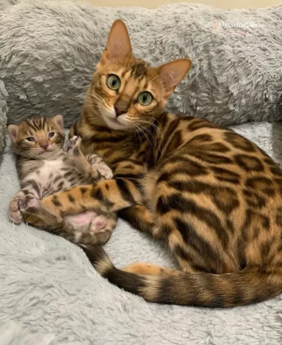 Bengal Cat / Gato Bengal
