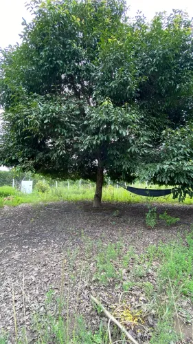 Vendo Sítio com 1hectare a 200 metros da BR 104