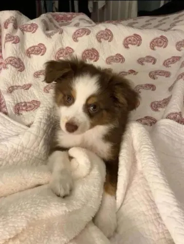 Filhote Border Collie, Diga sim para a felicidade em forma de cachorro!