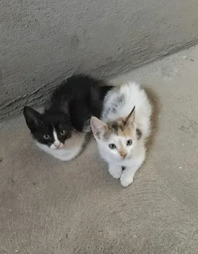Gatas prontas pra adoção 3 meses 