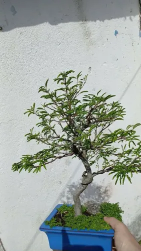 Bonsai