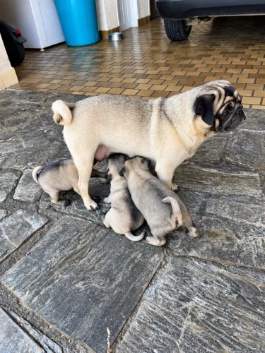 Pug