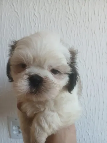 Filhote de shih tzu macho