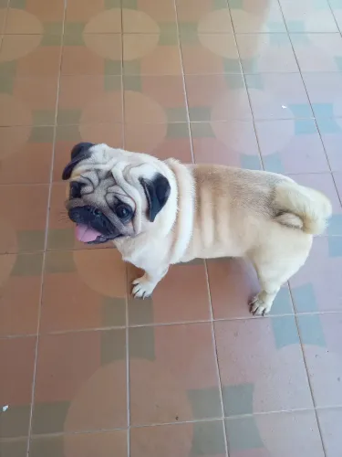 Pug disponível para cruza