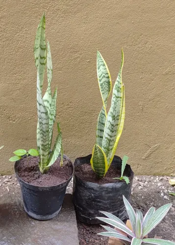 Mudas de Oriri e Outras Plantas 