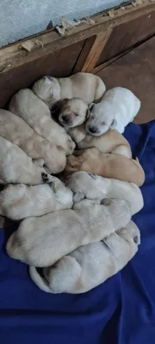 Golden retriever