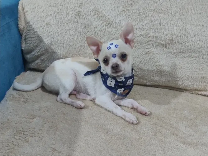 Chihuahua - Linhagem Russa