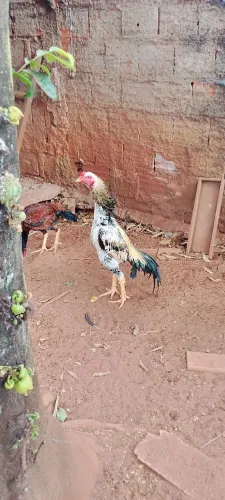 Frango shamo 