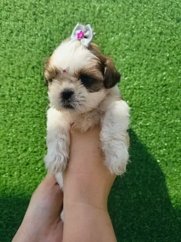Filhotes de shihtzu 