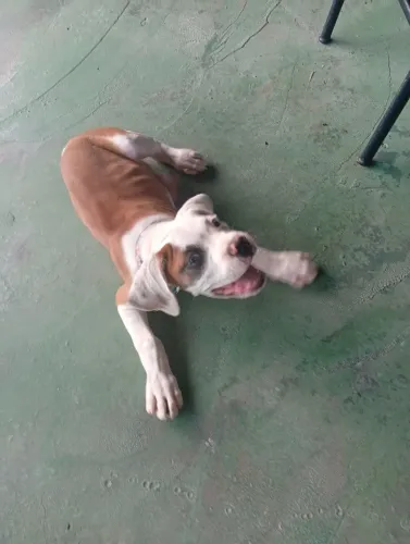 Vendo Cachorro Boxer