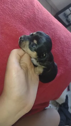 Filhotes de Pinscher Miniatura