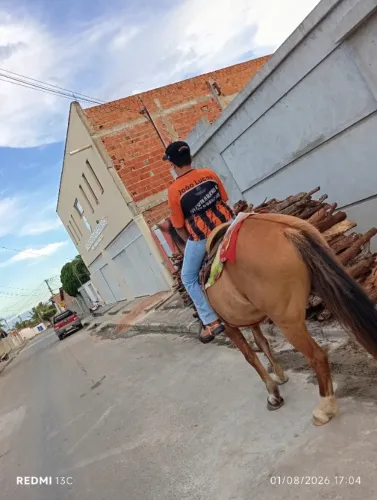 Cavalo
