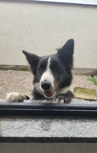 Doação border Collie