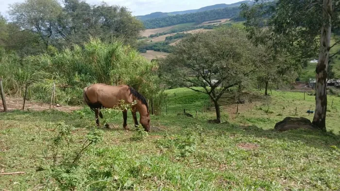 Vende - Se Cavalo Criolo