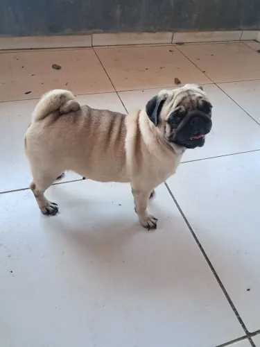 Vendo cadela da raça Pug