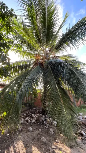 Mudas de cor coqueiro da Índia