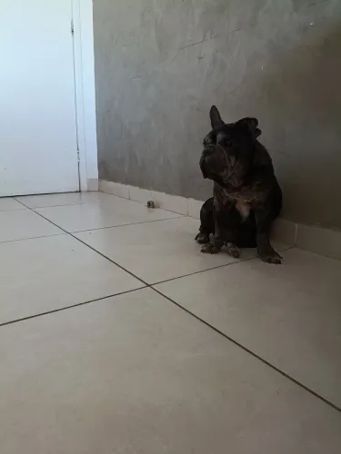 Doação bulldog francês
