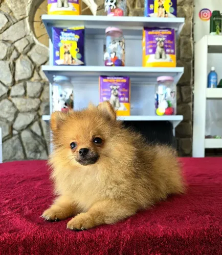 Filhote de Lulú da Pomerania MINÚSCULO DE VERDADE