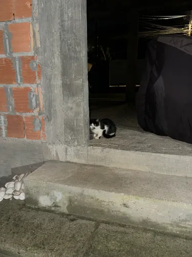 Adoção Responsável - Gatinha