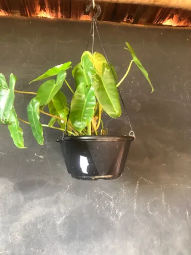 Plantas