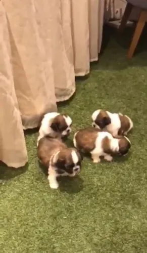 Shih Tzu brincalhão