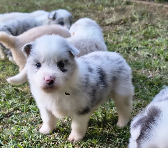 Filhote (border collie) MACHO