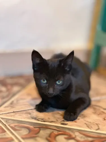 Gata para doar