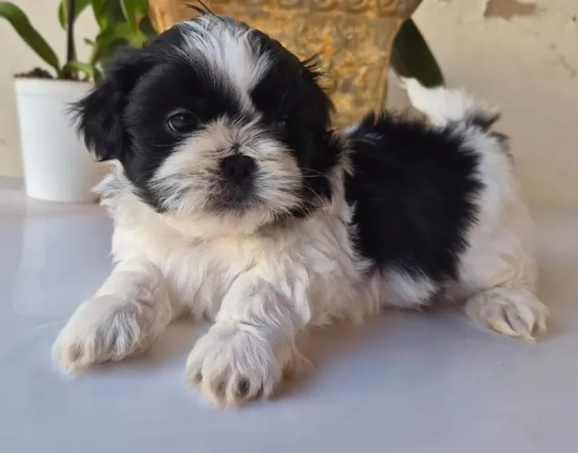 Shih tzu machos