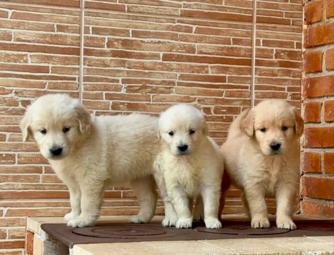 Golden Retriever vendas filhotes