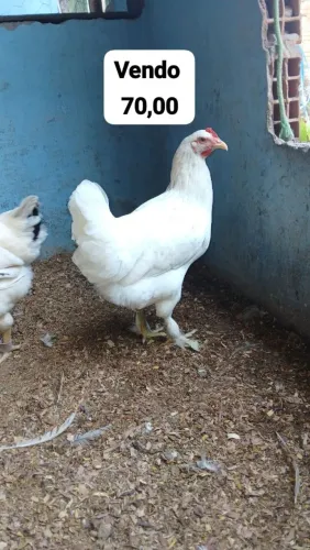Galinha caipira penas na pata.