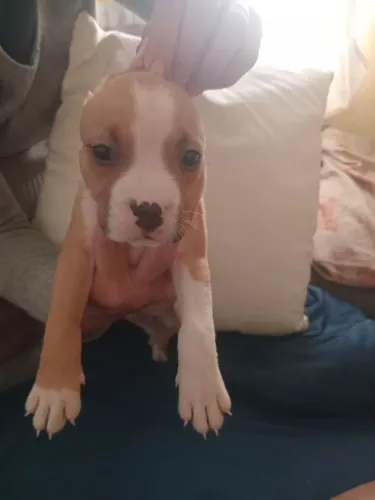 Vende_se duas fêmeas Filhote de pit bull APBT