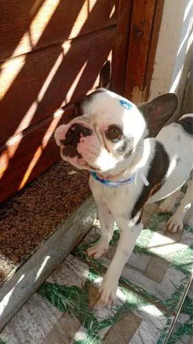 Bulldog Frances 