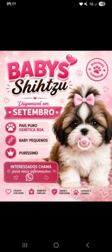 Shih-Tzu