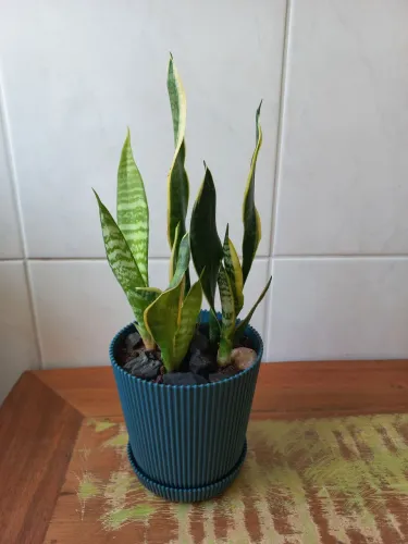 Planta Espada de São Jorge e Santa Bárbara (pequena)