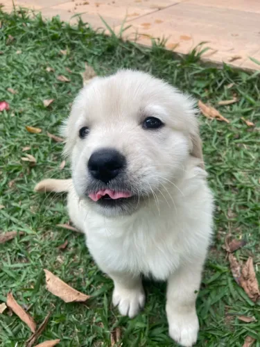 Golden retriever