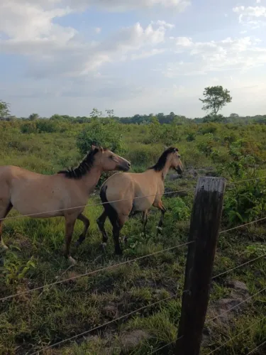 Vende se cavalo de 1 ano e 4 messes magalaga