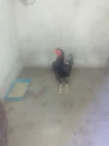 Galo índio gigante
