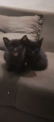 Doa-se gatinhos