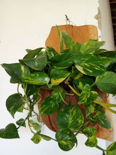 Jiboia Matizada/Variegata em Vaso - Planta Pendente Fácil de Cuidar